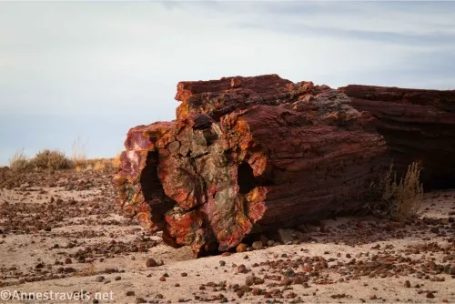 A large, red piece of petrified wood