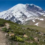 A trail and meadows on Second Burroughs Mountain with views to the very snowy Mount Rainier