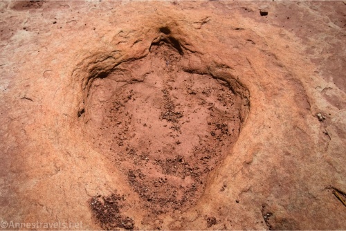 A dinosaur print with toes in the sandstone of the Willow Springs Dinosaur Trackway between Arches National Park and UtahRaptor State Park, Utah